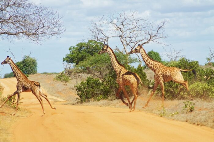 Tanzania Voyage 7 Days safari